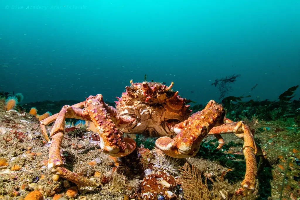 spider crab underwater in clear Atlantic waters off Inishmore, Aran Islands